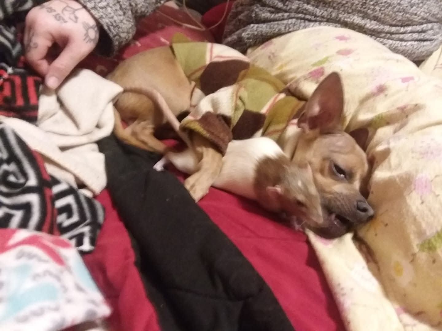 A brown chihuahua in a plaid sweater hugs a brown and white rat